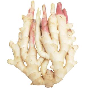 冬季新鲜嫩子姜仔姜生姜当季嫩生仔姜芽子姜非老黄姜带泥