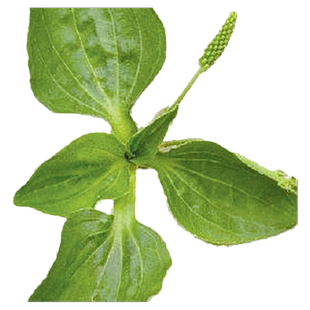 山野菜种子大全山芹菜苦麻菜种籽农家四季盆栽蔬菜籽菠菜蔬菜种孑