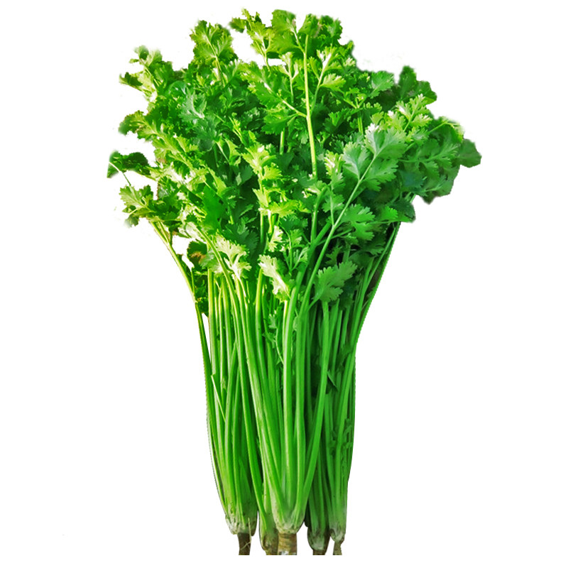 意大利青杆香菜冬季种子