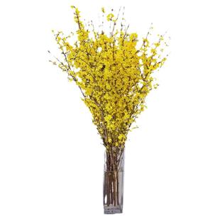 寸寸金盆栽鲜花水培植物连翘鲜切干枝花年宵花卉室内耐寒吊钟绿植