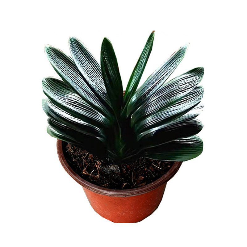 长春名贵精品君子兰盆栽 麒麟凤冠麻脸短叶油匠 微型立板绿植小苗