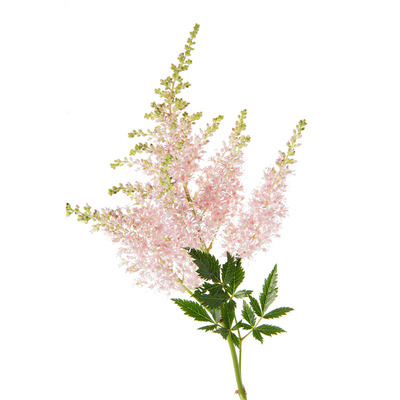 海蒂的花园落新妇裸根苗耐阴多年生花卉阳台盆栽庭院地栽花境植物