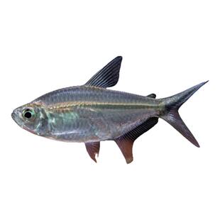 黑尾大勾鱼群游鱼观赏鱼热带淡水鱼好养耐活宝莲灯鱼灯科鱼小型鱼