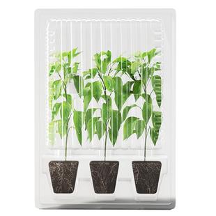 史丹利矮生番茄苗千禧四季盆栽种子孑籽种圣女果瀑布小西红柿苗秧