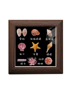 小红薯贝壳diy海螺收纳展示画框