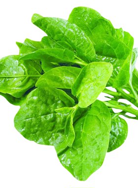 大圆叶木耳菜种籽青菜蔬菜种子