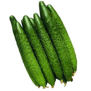 强雌黄瓜种子中国农科院出品春夏秋耐热四季播瓜条直高黄瓜种籽