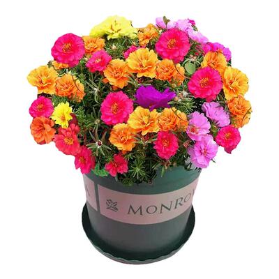 耐荫喜阴花种籽子室外花籽庭院路边花卉植物种子四季阴生野花组合