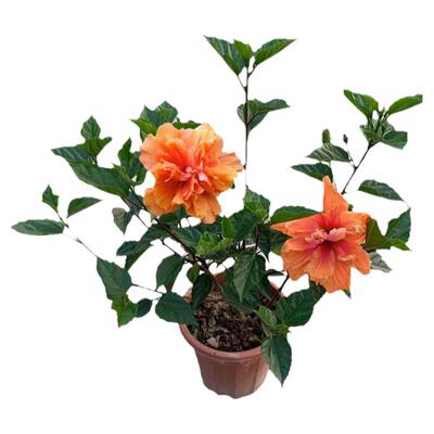 扶桑花树苗盆栽重瓣带花苞红色