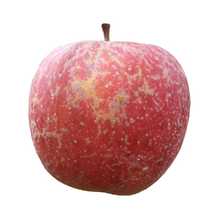 【顺丰送货上门】云南昭通丑苹果水果邵通冰糖心新鲜脆甜孕妇水果