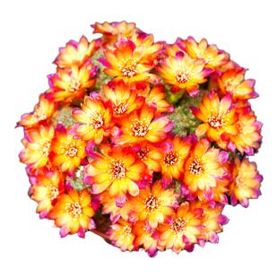 卡莱主教火焰复色沟宝山属仙人球美花丽花大花群开一物一拍多肉