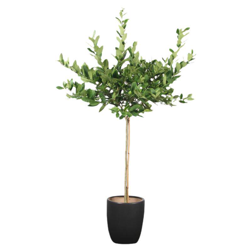 香水柠檬树带果开花植物喜欢阳光