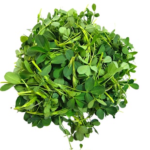 苜蓿菜新鲜食用露天头茬嫩芽凉拌蔬菜现摘5斤包邮 苜蓿草农家野菜
