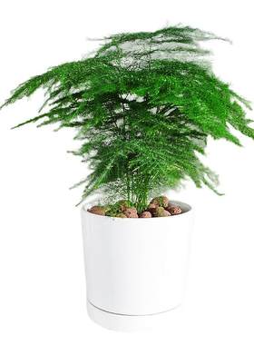 文竹办公客厅花卉好养绿植盆栽