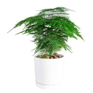 文竹盆栽盆景植物室内客厅花卉办公室桌面绿植好养四季常青大盆栽