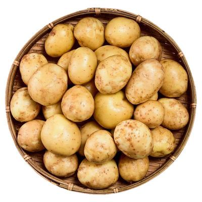 湖北高山小土豆新鲜土豆恩施马尔科小土豆自种黄心洋芋粉糯好吃