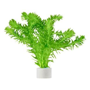 蜈蚣草水草植物养龟鱼缸造景鱼草缸净水绿植新手养鱼绿菊后景草缸