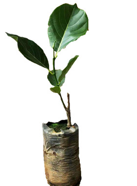 海南多品种盆地栽嫁接菠萝蜜苗