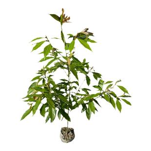 正宗四川金丝楠木大树苗十大名贵小叶桢楠苗盆栽庭院树种绿化风景