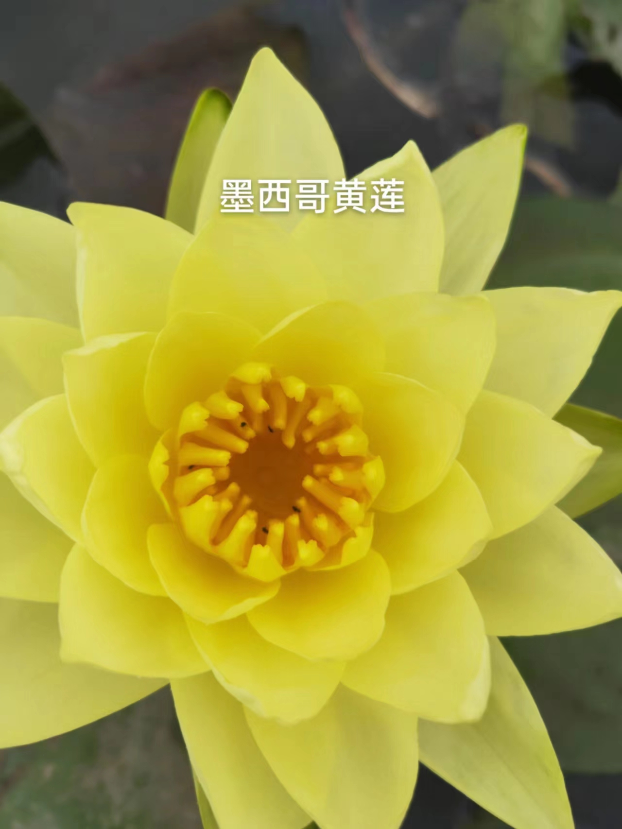 池塘水池大睡莲花水培植物四季水养带芽荷花盆栽睡莲根块茎带花苞