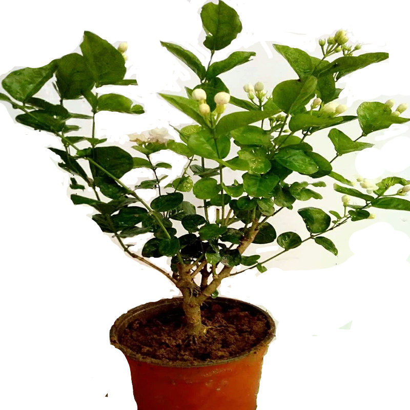 绿植横县夏季书房茉莉花苗包邮