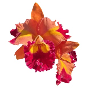 番茄雅韵堂Rlc. Chief Queen ‘Lighting闪电王大花卡特兰花洋兰