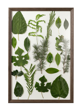 植物标本相框diy定制实木落叶树叶画框空框装裱收纳展示框架挂墙