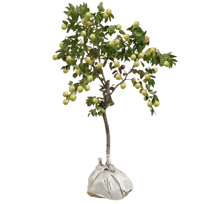 冬枣树苗特大活苗嫁接特大