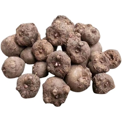 魔芋种子云南成活精品籽粒脱水