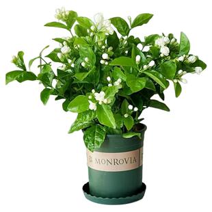 茉莉花盆栽室内桌面阳台花卉植物好养绿植物四季开花横县基地直发