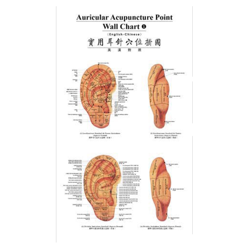 实用耳针穴位挂图（英汉对照）9787117079952中医经络穴位外文书