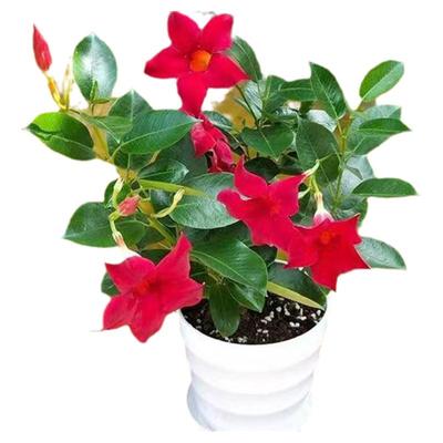 飘香藤四季飘香开花庭院爬藤植物花卉鲜花室内外阳台客厅办公室好