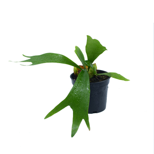 PHYSIS 鹿角蕨ins北欧风室内新奇植物可悬吊办公室会展绿植盆栽