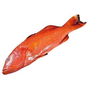 东星斑新鲜急冻冷冻特大新鲜红石斑海钓石斑鱼非燕尾冰鲜礼品