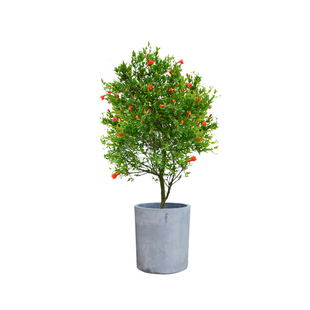 金叶子石榴花观果盆栽树花卉花园阳台室外庭院四季易养活老桩植物