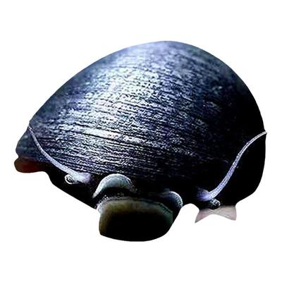 黑金刚螺好养耐活除藻