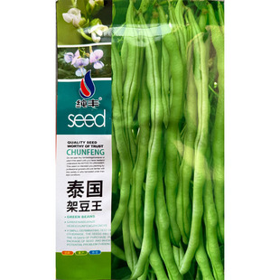 泰国无筋架豆王种子 抗病高产 长芸豆菜豆青豆高产春季秋冬四季籽
