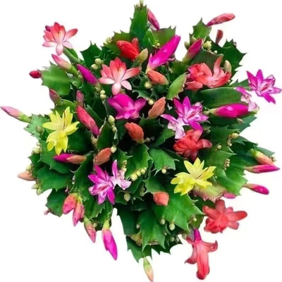 蟹爪兰盆栽带花苞带盆多色嫁接重瓣进口新品多季开花好养花卉植物