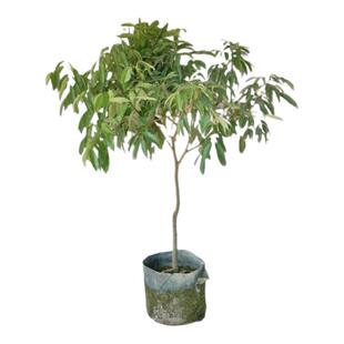 荔枝树苗正宗增城仙进奉糯米糍冰荔枝嫁接苗带土带盆一物一拍盆栽