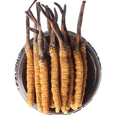 三江源冬虫夏草新草青海虫草