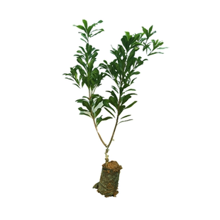 多季花盆栽地栽桂花树苗桂花新品种红天香台阁 金桂花苗花香浓郁