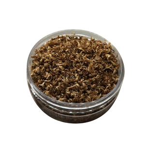 芽庄白棋楠小颗粒 沉水级 特点纯 凉 粘 密凉极钻38元一克 白奇楠