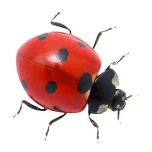 七星瓢虫活体多星瓢虫卵活体幼虫专吃蚜虫等花草害虫料宠物包活发