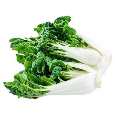 宁夏矮脚奶白菜牛奶白菜奶油