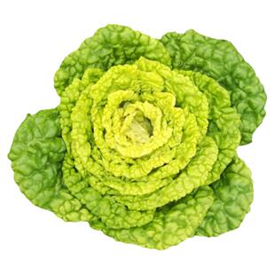 黄心乌塌菜种孑特耐寒乌塌菜种籽高产菊花黄心菜白菜农家蔬菜种子