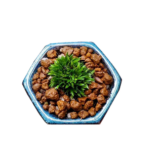 蝉小川菖蒲 名贵品种蒲草文人草就是小茶几观叶植物