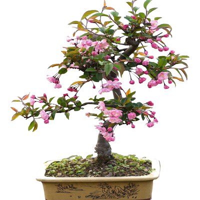 垂丝海棠花盆栽树苗原生重瓣老桩盆景庭院阳台耐寒四季海棠果树苗