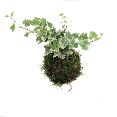 雪莹花叶常春藤网红ins绿植盆栽