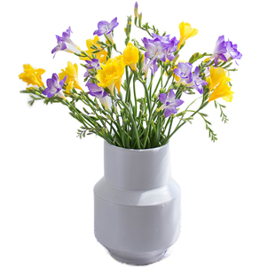 小苍兰鲜切花室内客厅插花水培香雪兰鲜花云南基地直发顺丰包邮