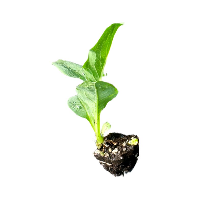 甜麦菜苗尖叶软苦麦秧苗圆叶蔬菜